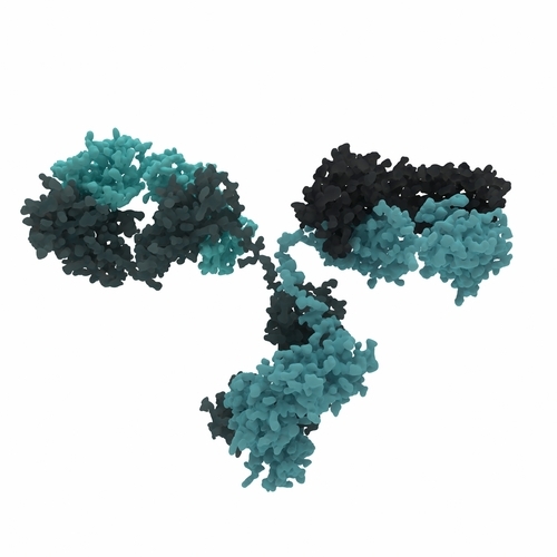 La struttura di un anticorpo   