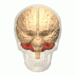 Il cervelletto (in rosso) è posizionato vicino la parte superiore del tronco encefalico. Ha un ruolo importante nella definizione dei movimenti, ed è stato recentemente dimostrato essere danneggiato nella MH.   