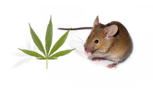 Due sostanze chimiche presenti nella cannabis sono state testate insieme su topi che erano stati 'avvelenati', per mostrare alcune caratteristiche della MH.  