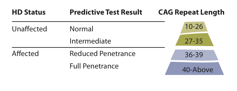 Una tabella che riassume i diversi possibili risultati di un test genetico predittivo per la MH.