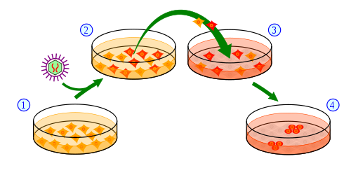 Una panoramica del processo per ottenere cellule IPS da quelle della pelle. 1) Le cellule della pelle sono fatte crescere su un piattino e trattate (2) con geni necessari a convertirle in staminali. (3) Un sottoinsieme delle cellule trattate riceverà il messaggio che le farà diventare cellule staminali pluripotenti indotte.