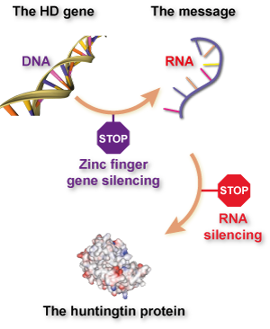 Spieghiamo la differenza tra il dito d zinco e il 'tradizionale' silenziamento genico della RNA. Le dita di zinco impediscono la produzione di RNA attaccandosi al DNA mentre le tecniche di silenziamento genico come l'interferenza dell'RNA (RNAi) o anti senso oligonucleotidi (ASOs) impediscono la produzione della proteina attaccandosi all' RNA.