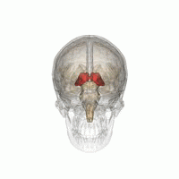 Il talamo (in rosso), è posizionato al centro del cervello e funziona come centro di connessione per i messaggi trasmessi da una parte del cervello all'altra.