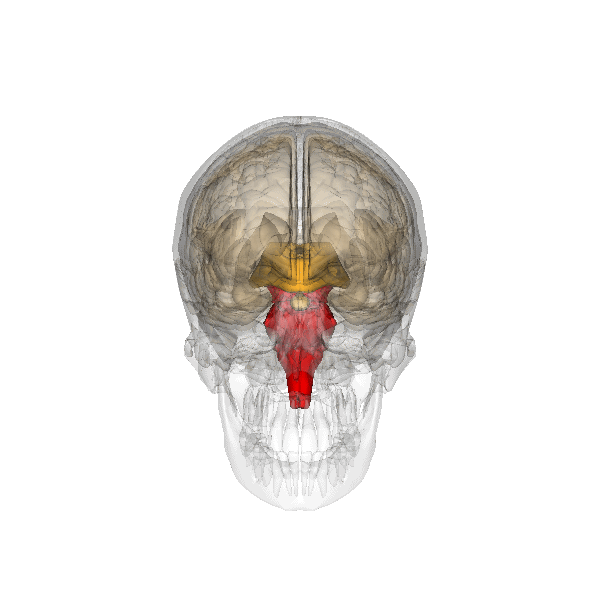 Il tronco encefalo (in rosso) si trova nel punto di connessione tra il cervello e il midollo spinale. Questa parte dell'encefalo ha un ruolo importante nella regolazione di atti spontanei come la respirazione e la deglutizione.