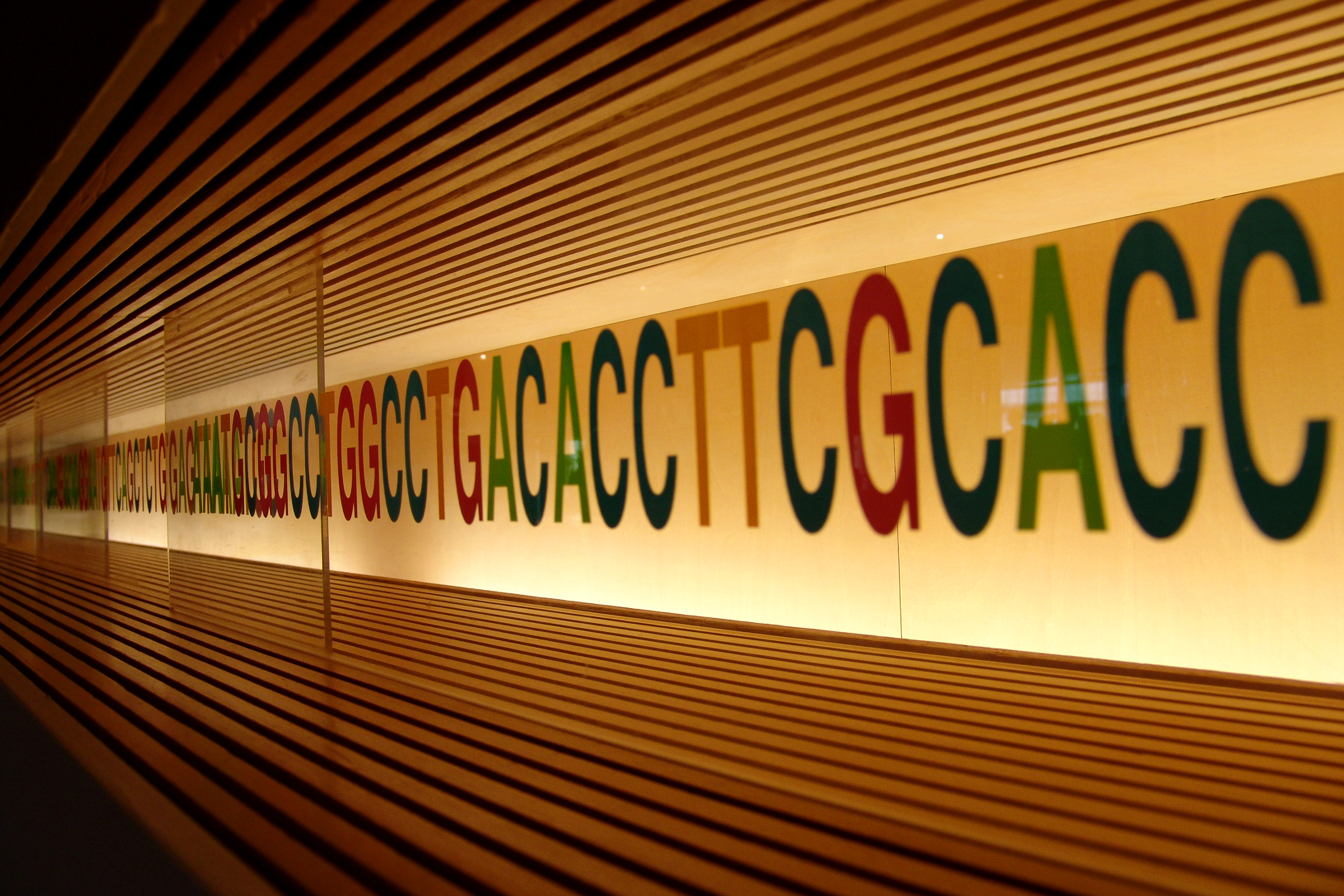 Il nostro codice genetico è composto dalle lettere A, T, C e G, unite in varie combinazioni. Piccoli cambiamenti in questo codice rendono ognuno di noi unico, ma altri cambiamenti possono portare a malattie, come la Corea di Huntington.