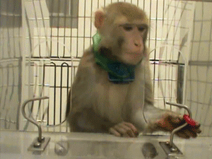 Una delle scimmie di Davidson prende un dolce nel corso di un delicato test sulla coordinazione motoria. Il collare sulla scimmia registra tutti i suoi movimenti.  