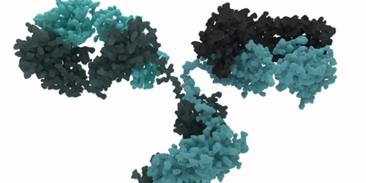 Un nuovo anticorpo svela parti pericolose delle proteina huntingtina