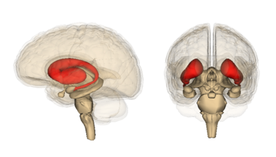 TRACK-HD ha dimostrato che i cambiamentii più precoci si verificano nella parte profonda del cervello, chiamato caudato  