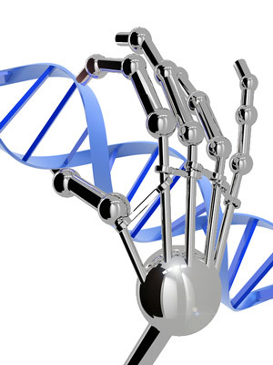 Le dita di zinco possono essere progettate per attaccarsi a qualsiasi sequenza del DNA desideriamo. Tuttavia non sembrano in realtà delle mani diarobot.  