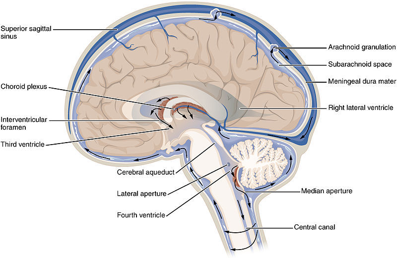 Il liquido cerebrospinale, o LCS, circola attraverso il cervello  