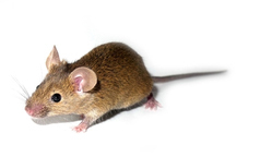 Uno studio sui topi ha dimostrato che dosi diverse di memantina hanno effetti diversi.  