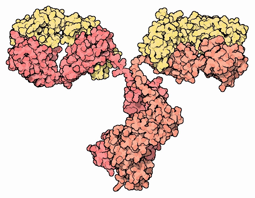 Gli anticorpi sono speciali proteine, prodotte dal corpo, la cui funzione è quella di riconoscere altre proteine, come la proteina Huntingtina.  