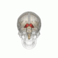 Il talamo (in rosso), è posizionato al centro del cervello e funziona come centro di connessione per i messaggi trasmessi da una parte del cervello all'altra.  