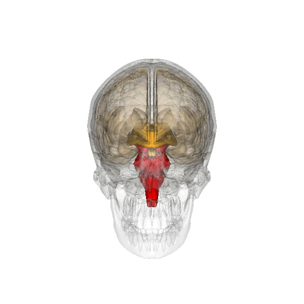 Il tronco encefalo (in rosso) si trova nel punto di connessione tra il cervello e il midollo spinale. Questa parte dell'encefalo ha un ruolo importante nella regolazione di atti spontanei come la respirazione e la deglutizione.  