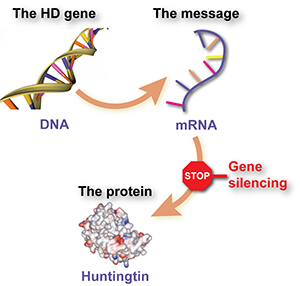 I farmaci di silenziamento genico riducono la produzione della proteina huntingtina tossica impedendo che le cellule leggano la molecola messaggera dell' huntingtina.  