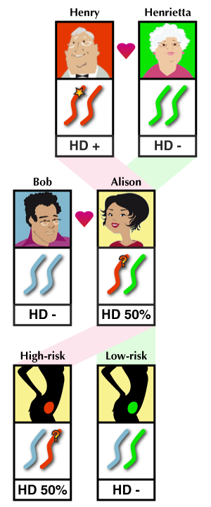 Come funziona il test di esclusione. Ogni feto concepito da Alison e Bob erediterà una copia del cromosoma 4 o da Henry o da Henrietta. I cromosomi ereditati da Henry possono portare la mutazione. Il test di esclusione rivela che le gravidanze hanno ereditato la copia del cromosoma 4 da Henrietta e sono quindi "a basso rischio" di ereditare la malattia.  