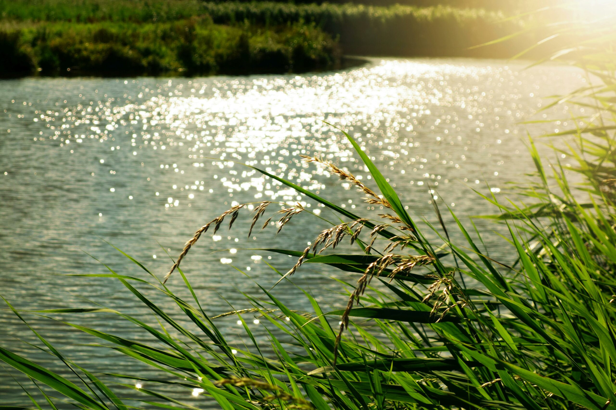 Navigare nel fiume genetico: Come minuscole varianti potrebbero modificare il decorso della malattia di Huntington
