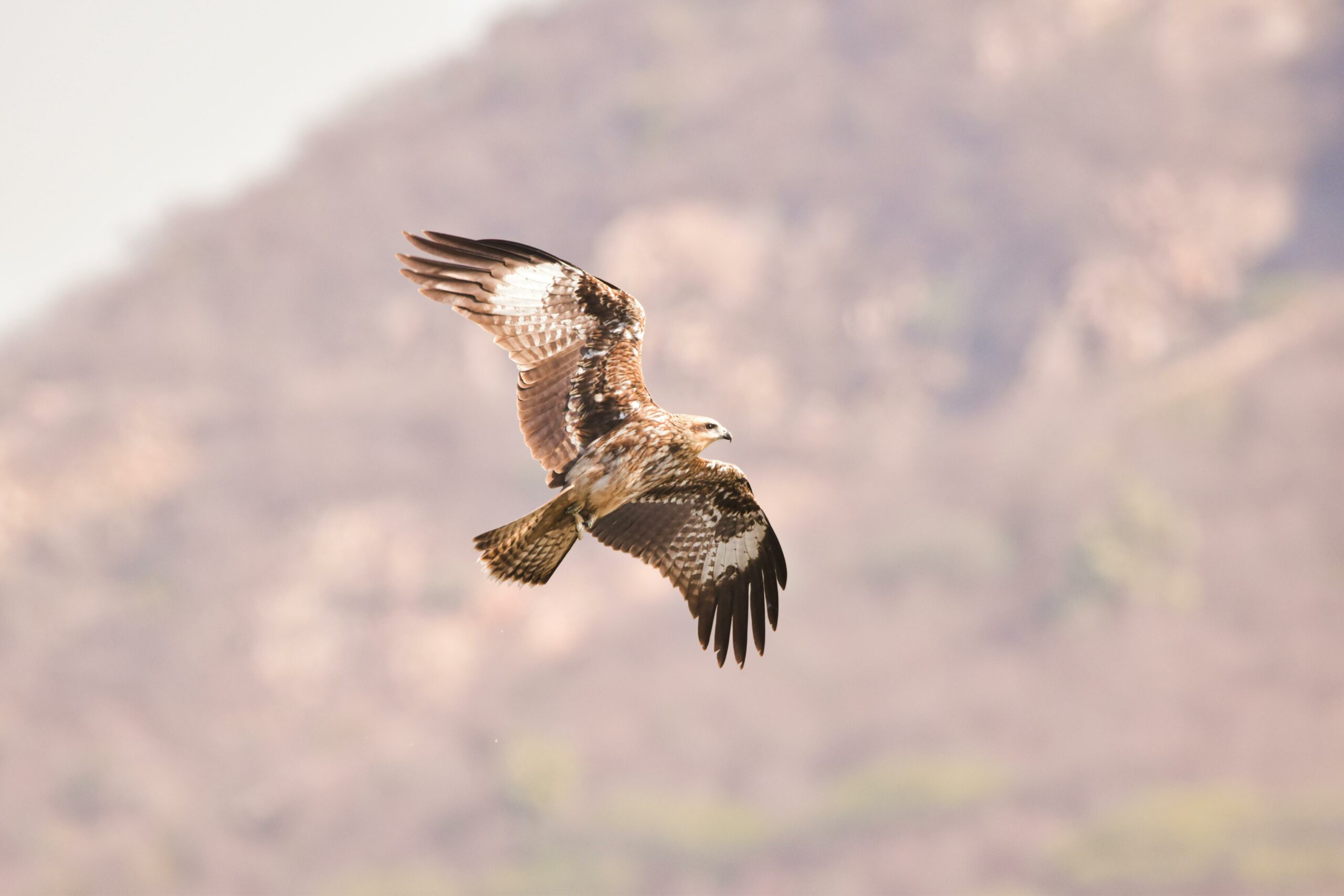 Annunciati i risultati di Fase 1 per il farmaco SKY-0515 di Skyhawk