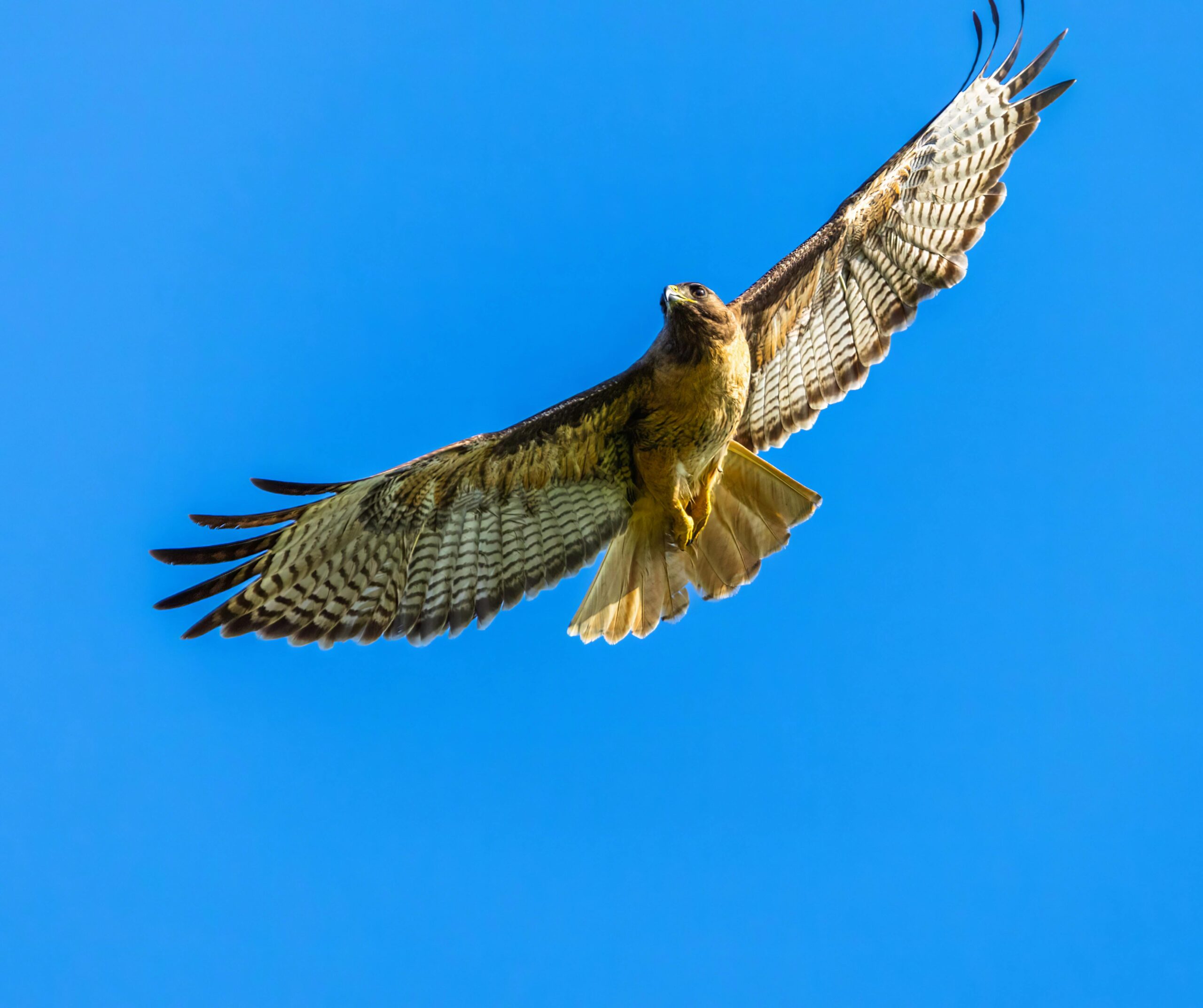 Skyhawk riporta risultati incoraggianti a 12 mesi per il farmaco orale SKY-0515 contro la malattia di Huntington